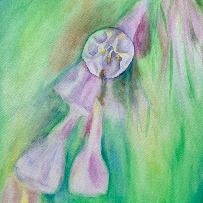 Virginia Bluebell