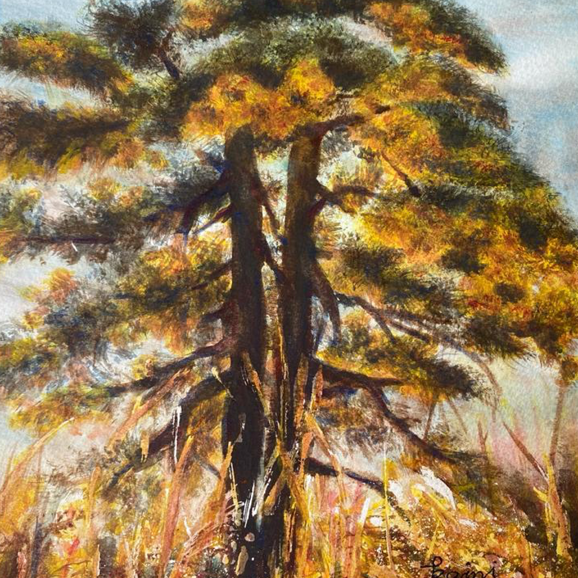 Pine Tree Under Sunrise Glow