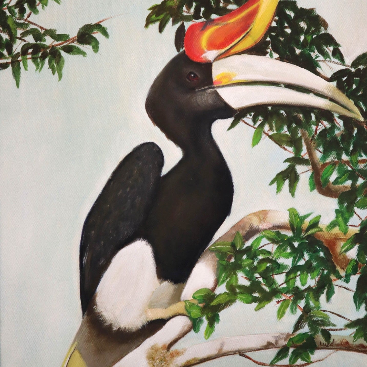Hornbill