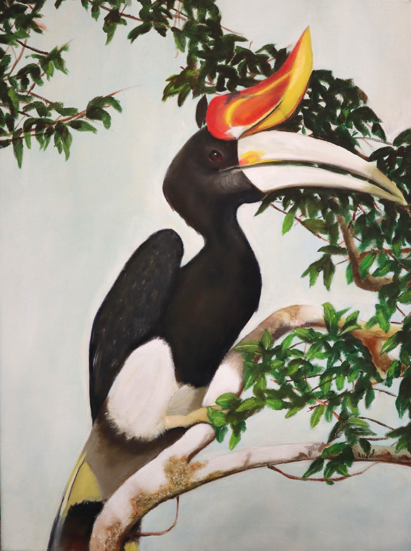 Hornbill